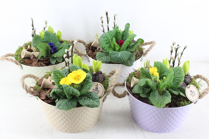 <h4>arr4 Primula PL - Zink rond colour mix x4</h4>