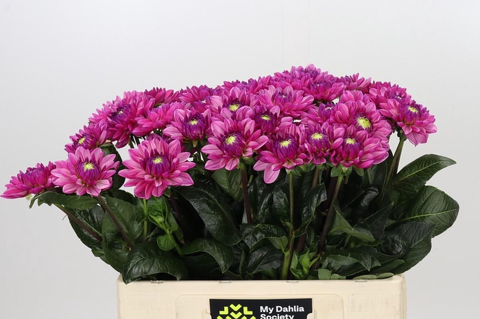 <h4>Dahlia Annamarie</h4>