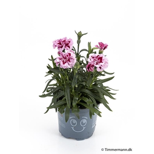 DIANTHUS CARYOPHYLLUS P11 PINK PURPLE