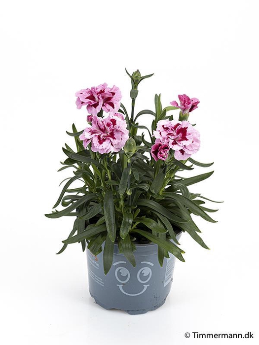 <h4>DIANTHUS CARYOPHYLLUS P11 PINK PURPLE</h4>