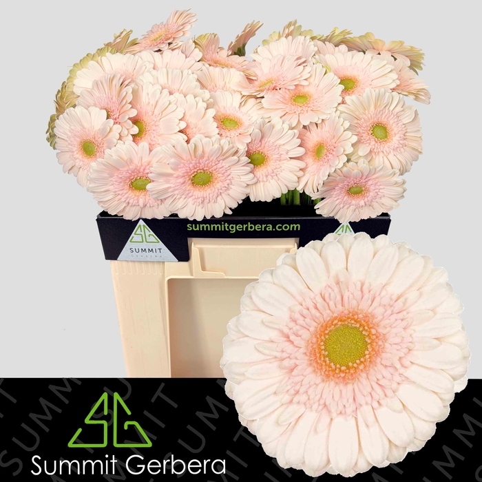 <h4>Gerbera Estate Water</h4>