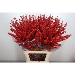 Ilex Ve Rode Bes 100cm