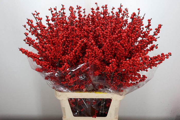 <h4>Ilex Ve Rode Bes 100cm</h4>