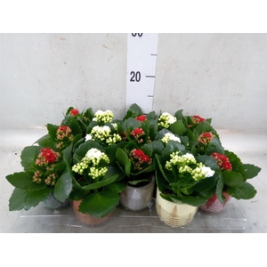 Kalanchoe blos. 'RosDon Collection'