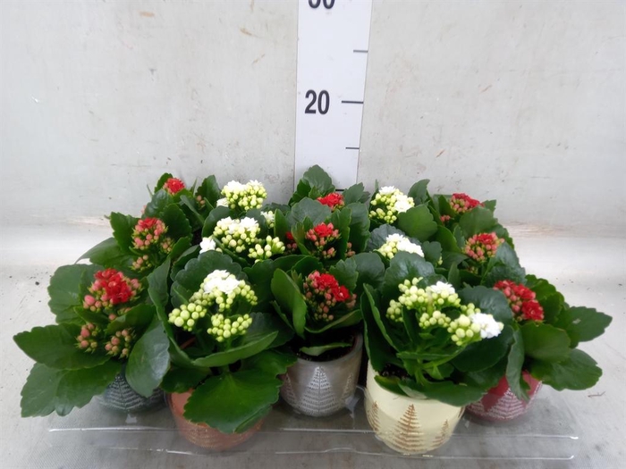 <h4>Kalanchoe blos. 'RosDon Collection'</h4>