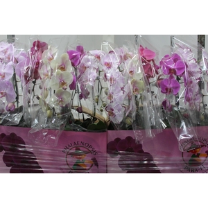PHALAENOPSIS CASCATA ESPECIAL P15 MIN 8 FLS