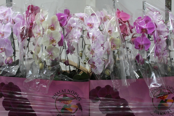 <h4>PHALAENOPSIS CASCATA ESPECIAL P15 MIN 8 FLS</h4>
