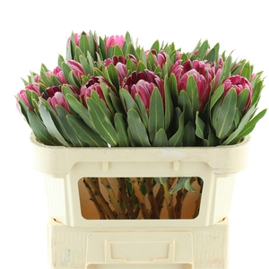 Protea Brenda