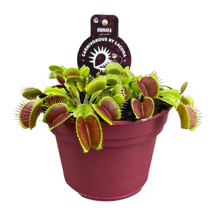<h4>DIONAEA MUSCIPULA</h4>