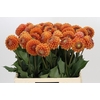 Dahlia Cornel Bronze