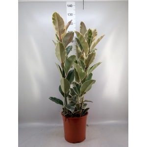 Ficus elastica 'Tineke'