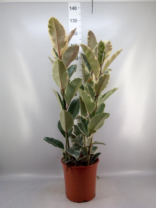 <h4>Ficus elastica 'Tineke'</h4>