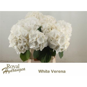 Hydr M Ch White Verena