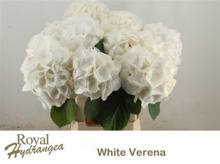 <h4>Hydr M Ch White Verena</h4>