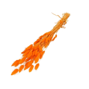 Dried flowers Lagurus 60cm 50g