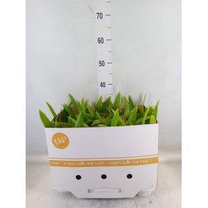 Guzmania  'Flava'