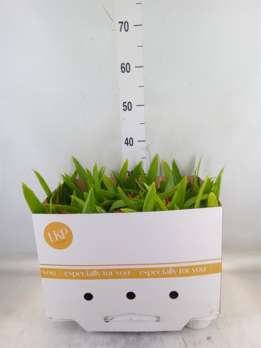 <h4>Guzmania  'Flava'</h4>