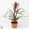 Guzmania  'Purple and Stripes'