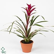 Guzmania  'Purple and Stripes'