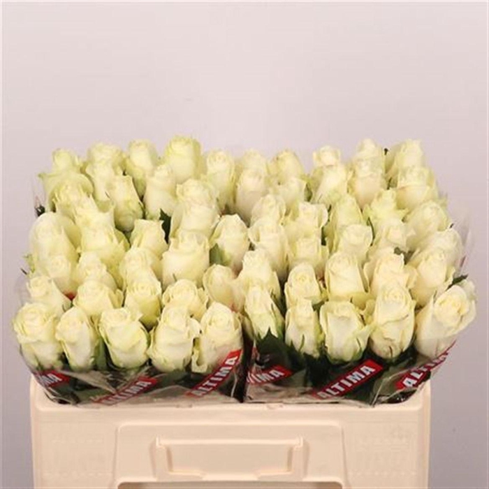 <h4>R Gr Albatros</h4>