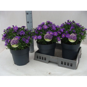 Aster dum. 'Alpha dk Purple Launch'