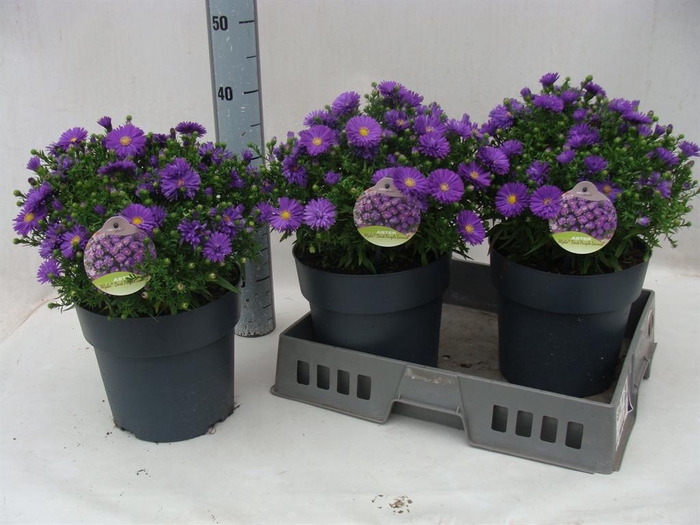 <h4>Aster dum. 'Alpha dk Purple Launch'</h4>