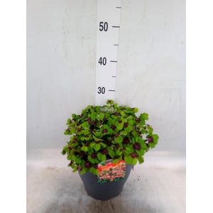 Oxalis tetraphylla 'Iron Cross'