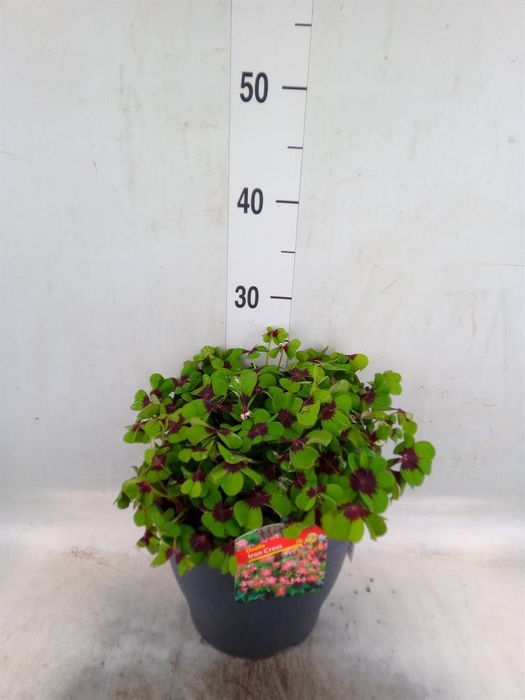 <h4>Oxalis tetraphylla 'Iron Cross'</h4>