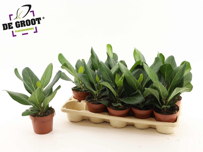 <h4>FICUS BENG AUDREY</h4>