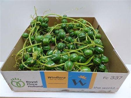 <h4>Sier Diplocyclos Palmatus</h4>