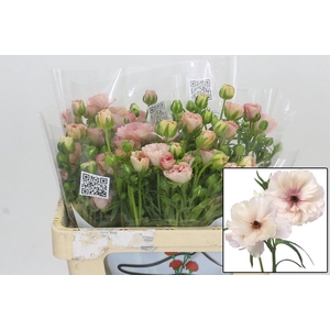 RAN BUTTERFL ARIADNE