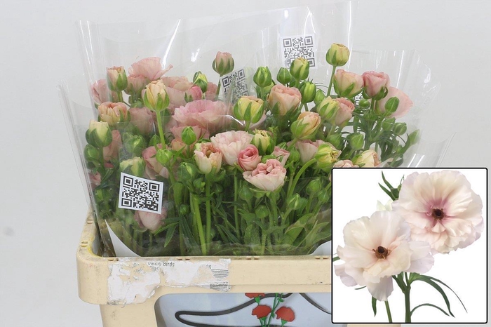 <h4>RAN BUTTERFL ARIADNE</h4>