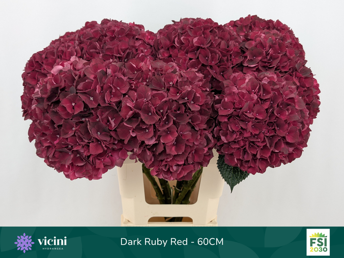 <h4>Hydr Dark Ruby Red 60 cm Vicini</h4>