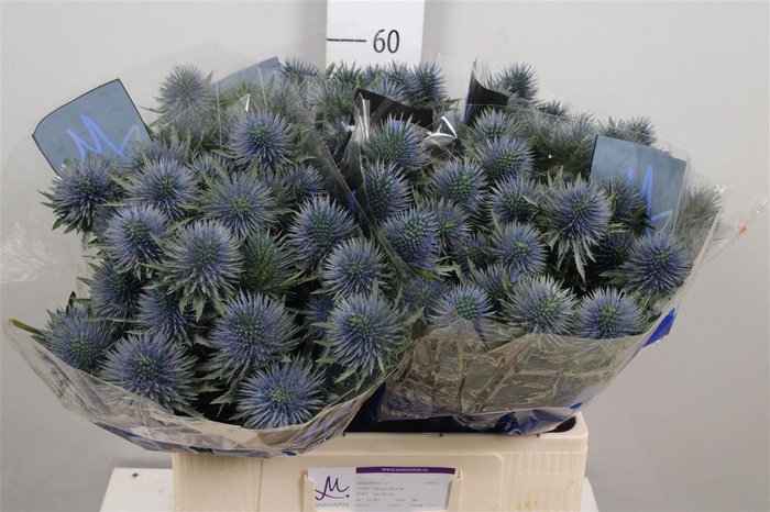 <h4>Eryn Magnetar Qstar</h4>