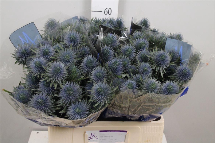 <h4>Eryn Magnetar Qstar</h4>