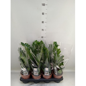 Zamioculcas zamiifolia
