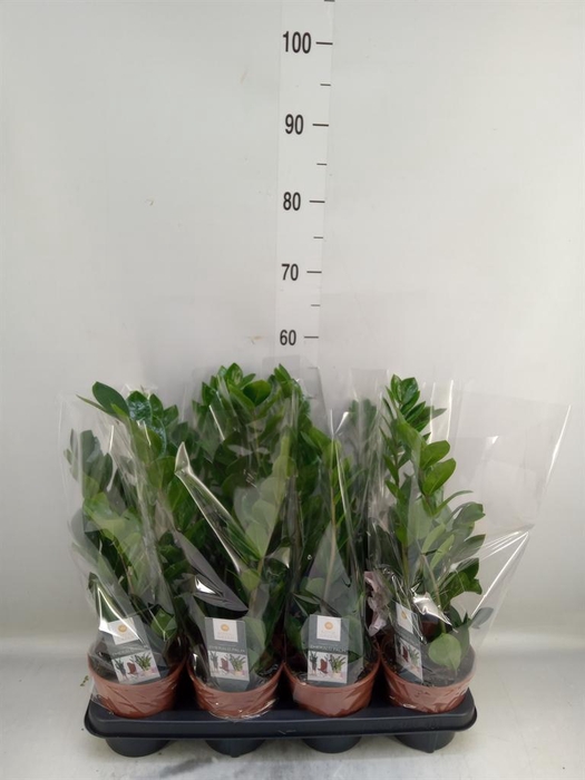 <h4>Zamioculcas zamiifolia</h4>