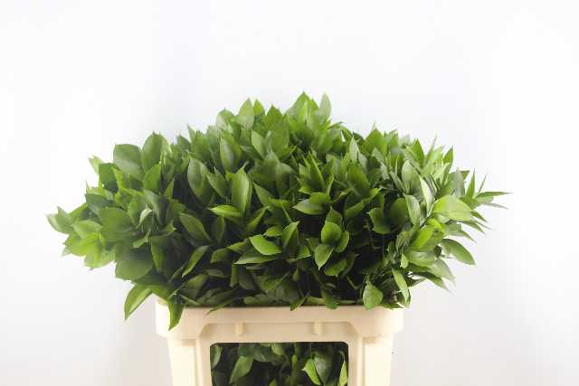 <h4>RUSCUS HYPOPHYLLUM</h4>