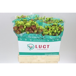 Eust Du Rosanne Terracotta