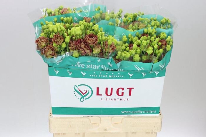 <h4>Eust Du Rosanne Terracotta</h4>