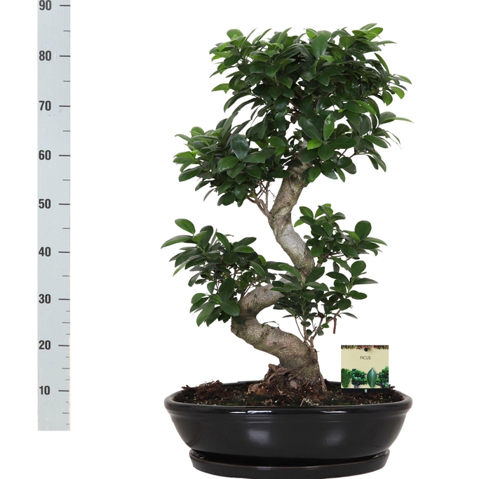 <h4>FIC MI GINSENG</h4>