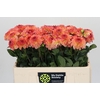 Dahlia Chanel