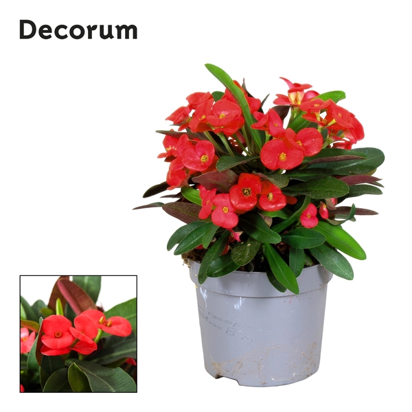 <h4>Euphorbia Milii Olympia Decorum</h4>