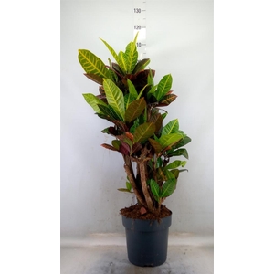 Codiaeum var. GR 'Petra'