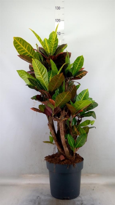 <h4>Codiaeum var. GR 'Petra'</h4>
