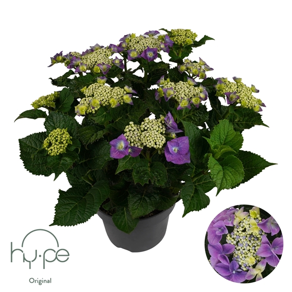 Hydrangea Lacecap Blue 10+ | Hy-pe Original