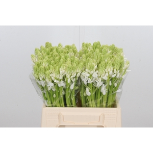 Scilla White City
