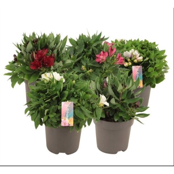 <h4>Alstroemeria Inticancha mixkar p21 (3kleuren)</h4>