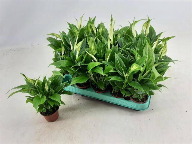 <h4>SPATH CHOPIN</h4>