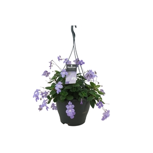 Streptocarpus saxorum